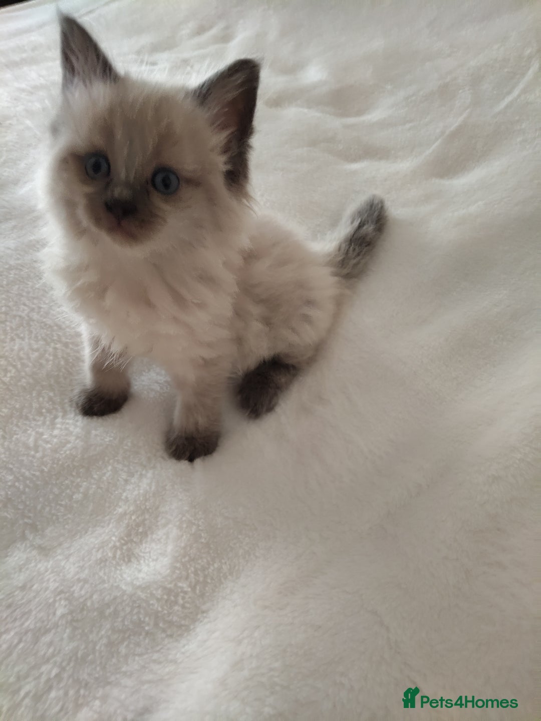 Maine Coon cats for sale: Main coon x Ragdoll - Image 2