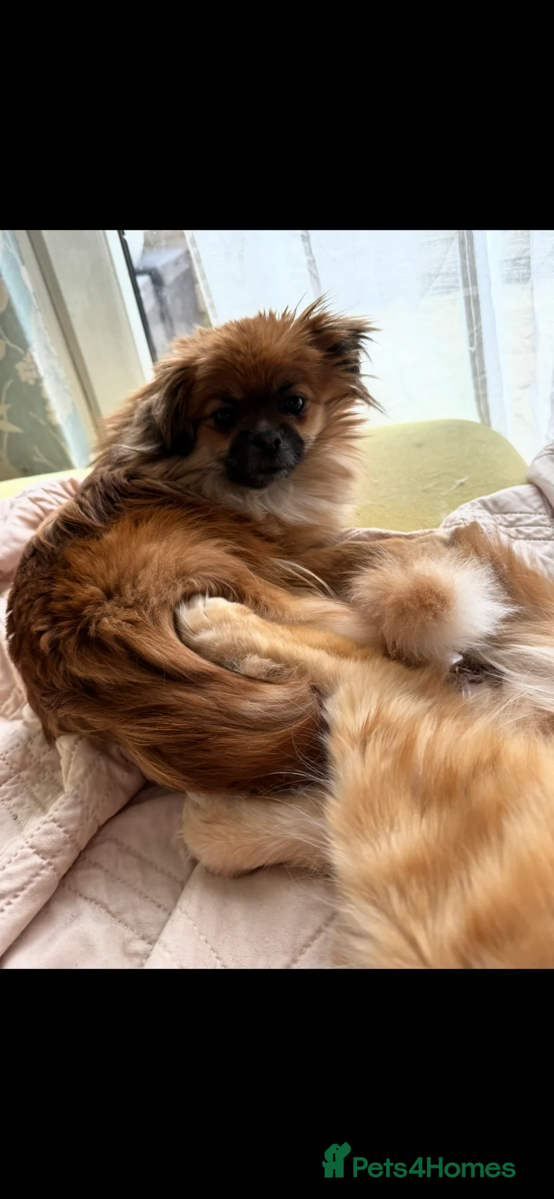 Mixed Breed dogs for sale: 4 tiny Pomeranian Yorkies puppies 9 week old - Advert 2