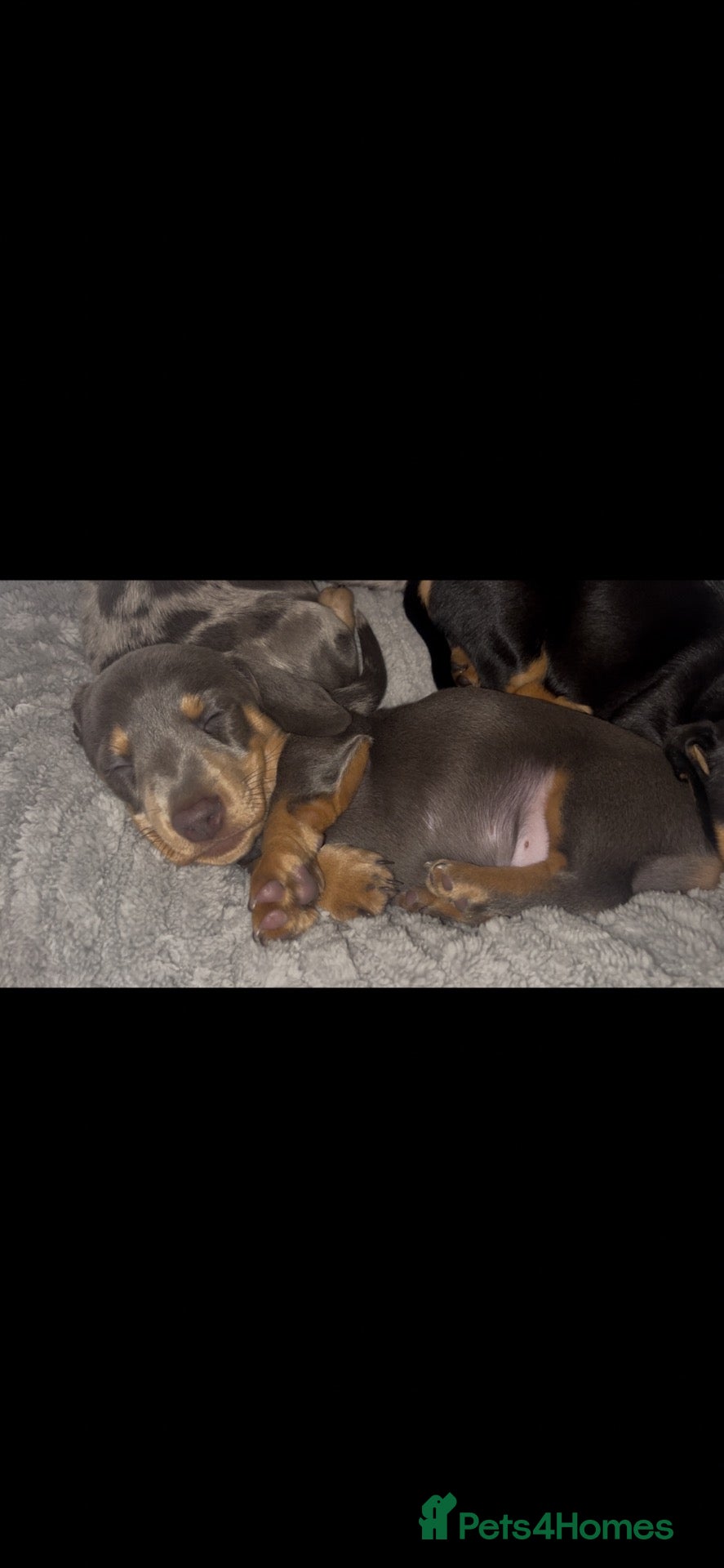 Miniature Dachshund dogs 5*homes ONLY- smooth haired miniature dauchunds    - Advert 13