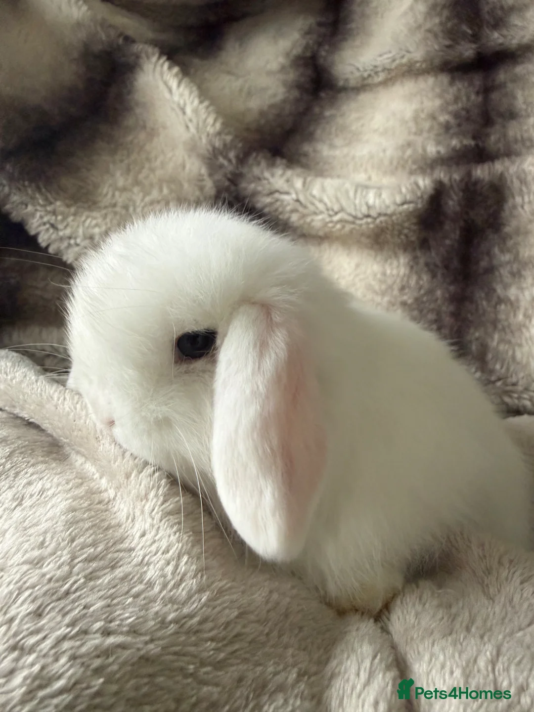 Mini Lop rabbits for sale: Blue eyed White mini lops.  - Advert 2