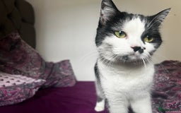 Scottish Fold cats for sale: Scottish straight cat - Image 2