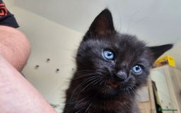 Mixed Breed cats for sale: Cute black kitten - Image 2