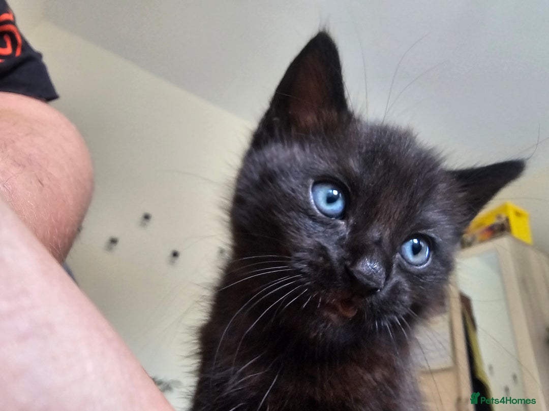 Mixed Breed cats for sale: Cute black kitten - Image 2
