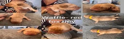 Labrador Retriever dogs for sale: Labrador puppies!  in Doncaster - Advert 10