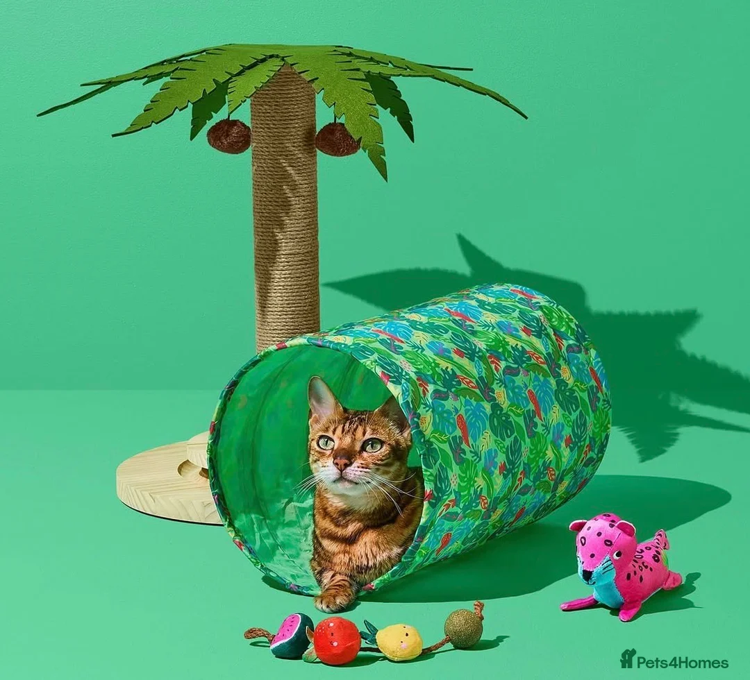 Bengal cats for sale: Adorable Bengal kittens TICA registered, pedigree - Advert 12