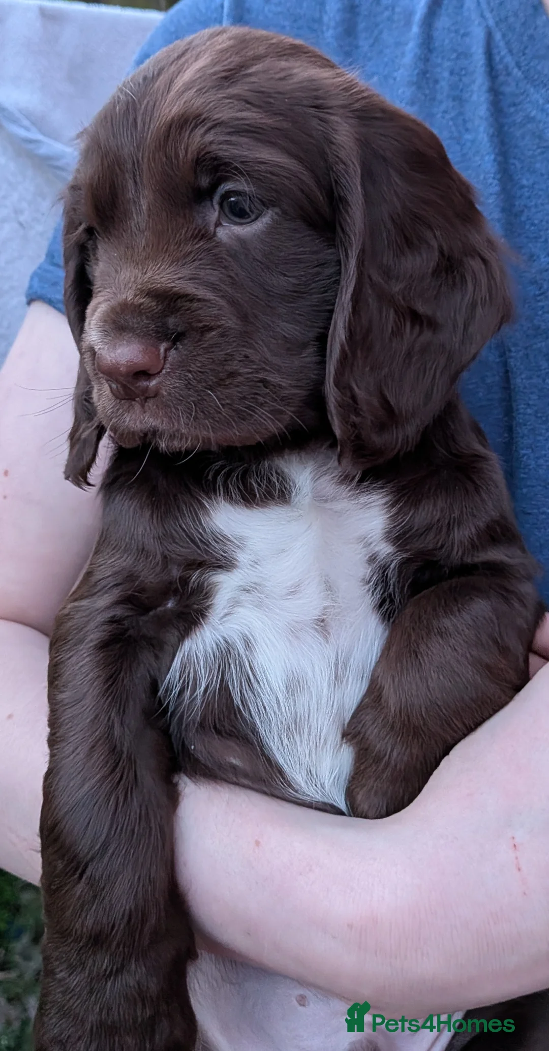 Sprocker dogs for sale: Sprocker Spaniel Puppies *ONLY 3 LEFT* Ready soon! - Advert 1
