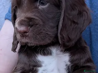 Sprocker dogs Sprocker Spaniel Puppies *ONLY 3 LEFT* Ready soon! - Advert 1
