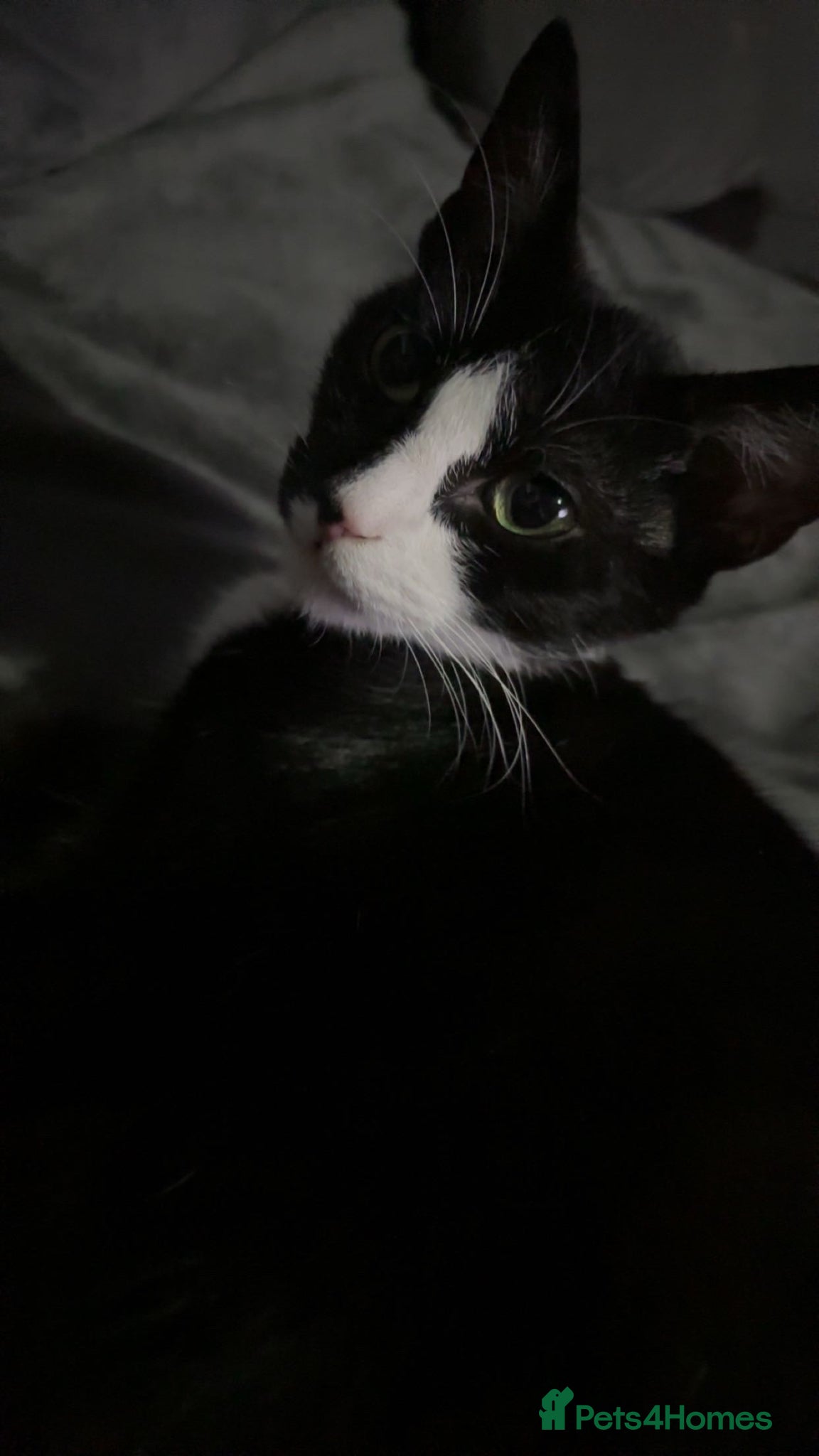 Mixed Breed cats Need re-homing asap huddersfield - Advert 15