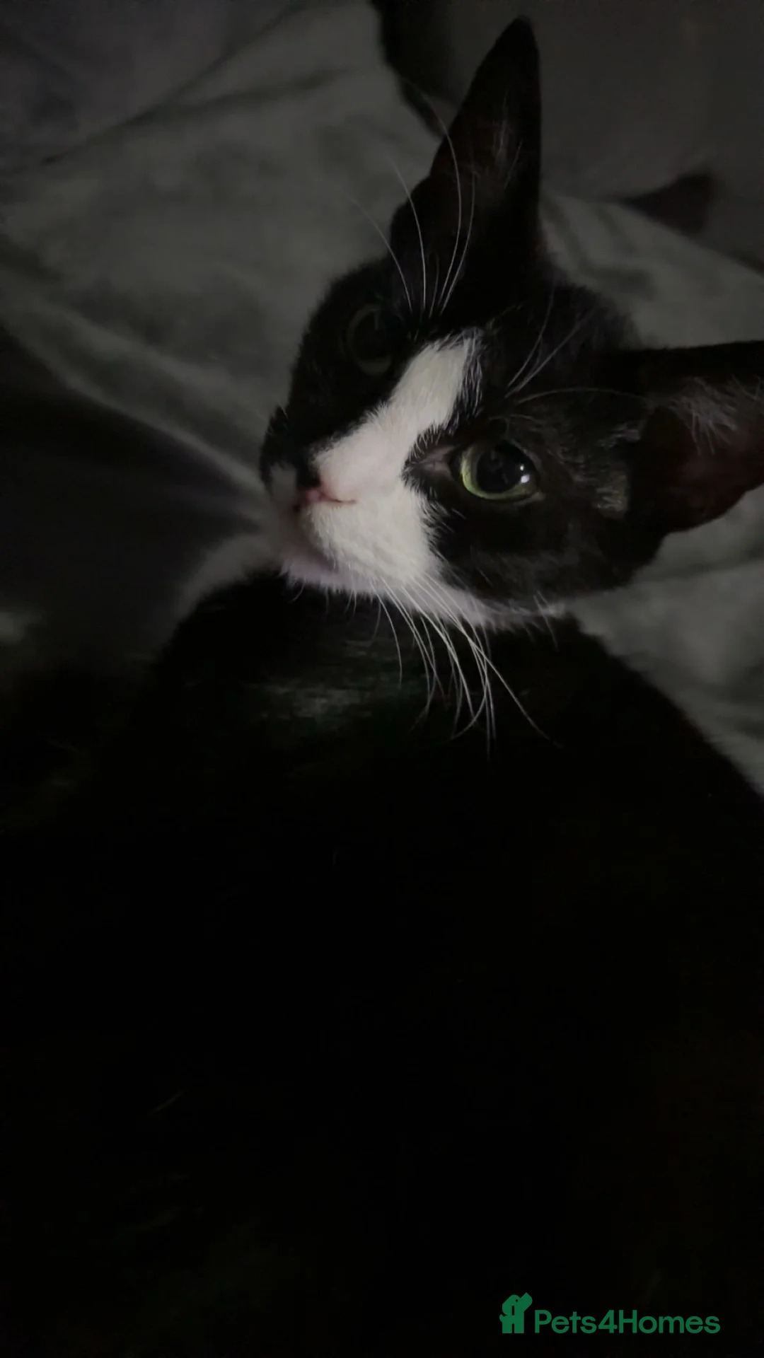 Mixed Breed cats for sale: Need re-homing asap huddersfield in Huddersfield - Advert 1
