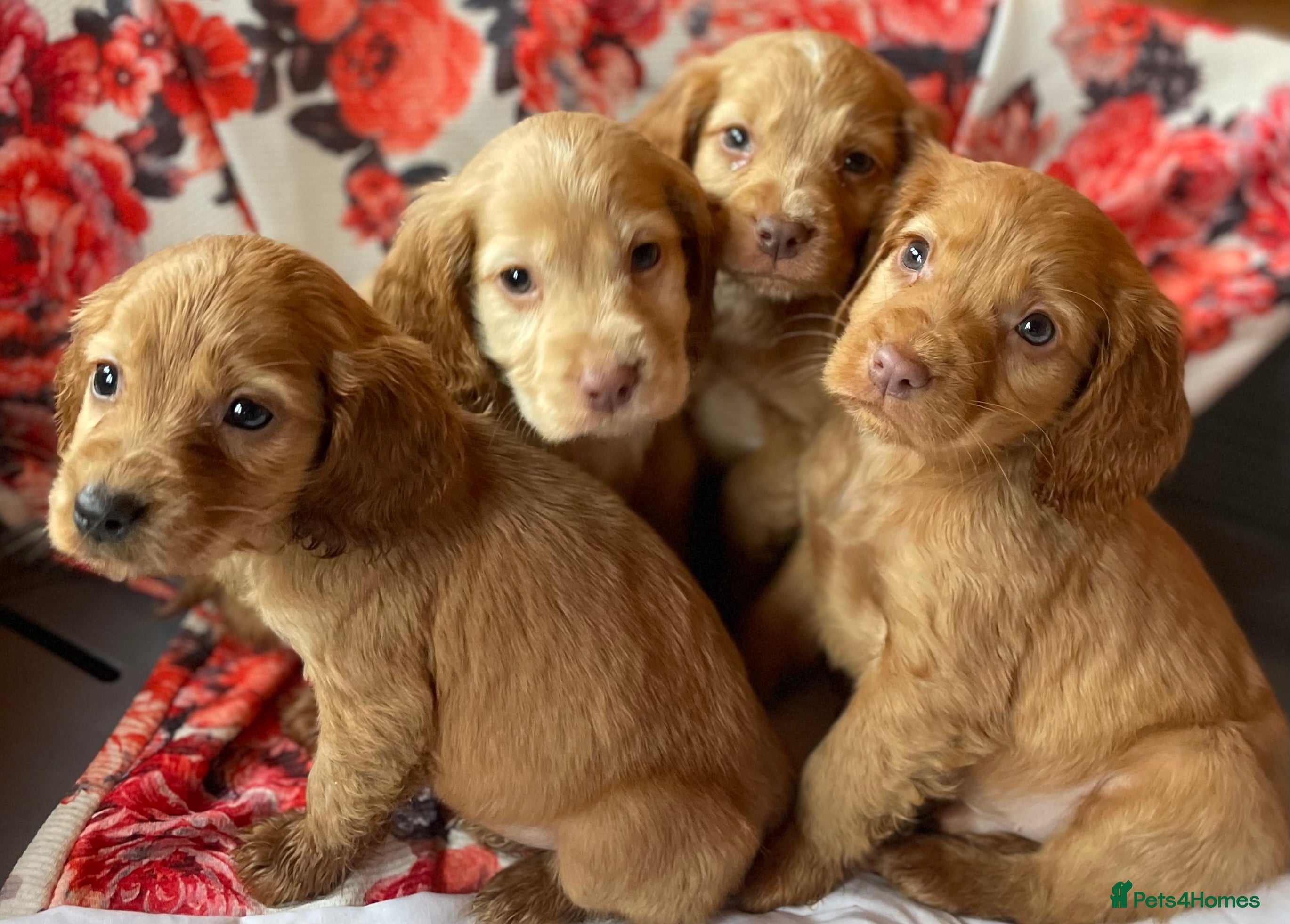 Cocker Spaniel dogs Beautiful golden puppies ready to leave now! - Advert 1