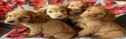 Cocker Spaniel dogs for sale: Beautiful golden puppies ready to leave now! - Advert 1