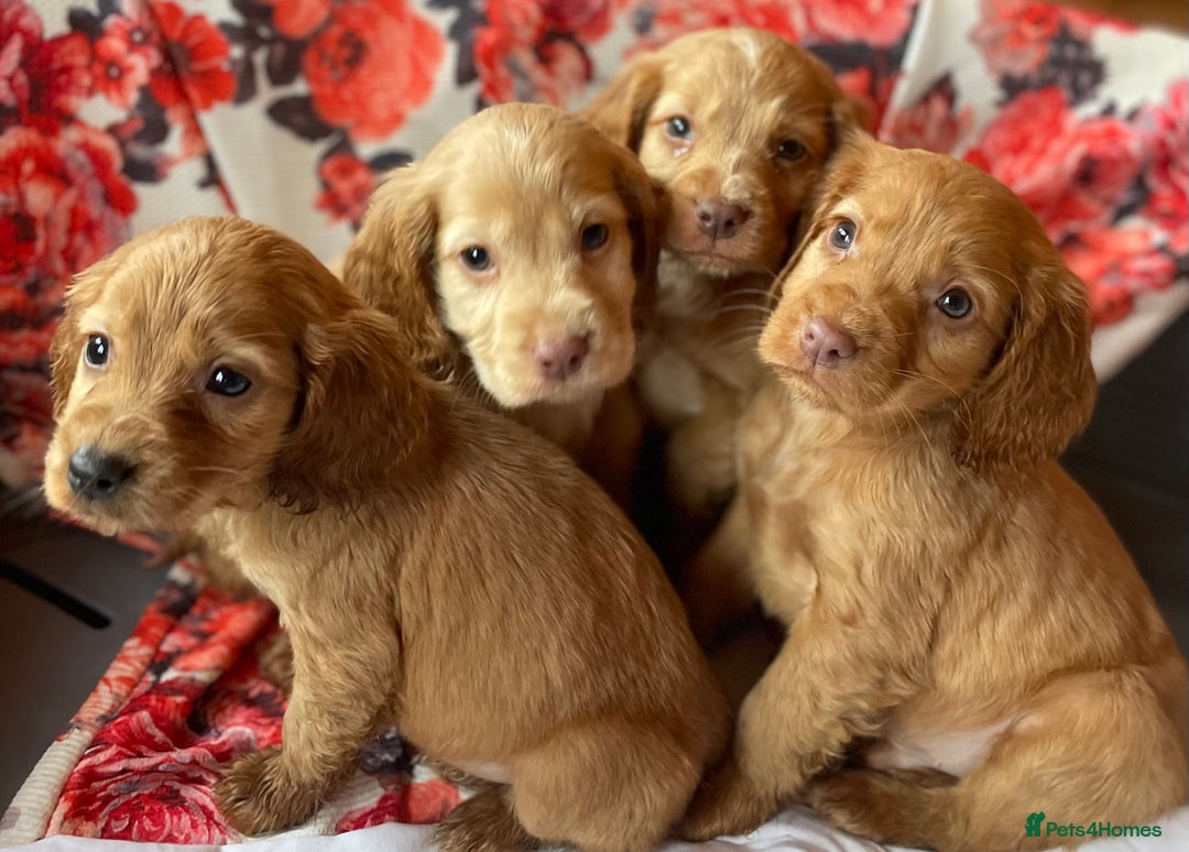 Cocker Spaniel dogs for sale: Beautiful golden puppies ready to leave now! - Advert 1