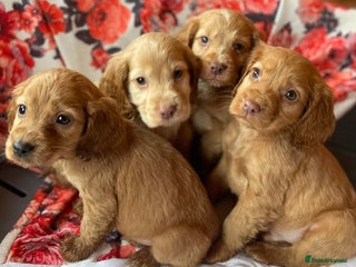 Cocker Spaniel dogs Beautiful golden puppies ready to leave now! - Advert 1