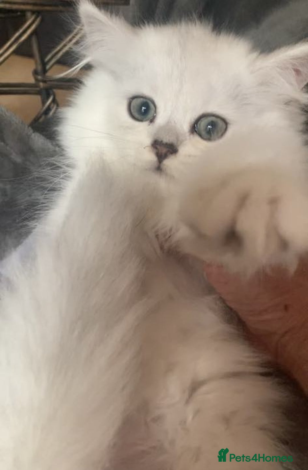 British Longhair cats for sale: British Longhair CH Pedigree Silvers  in Bournemouth - Image 15