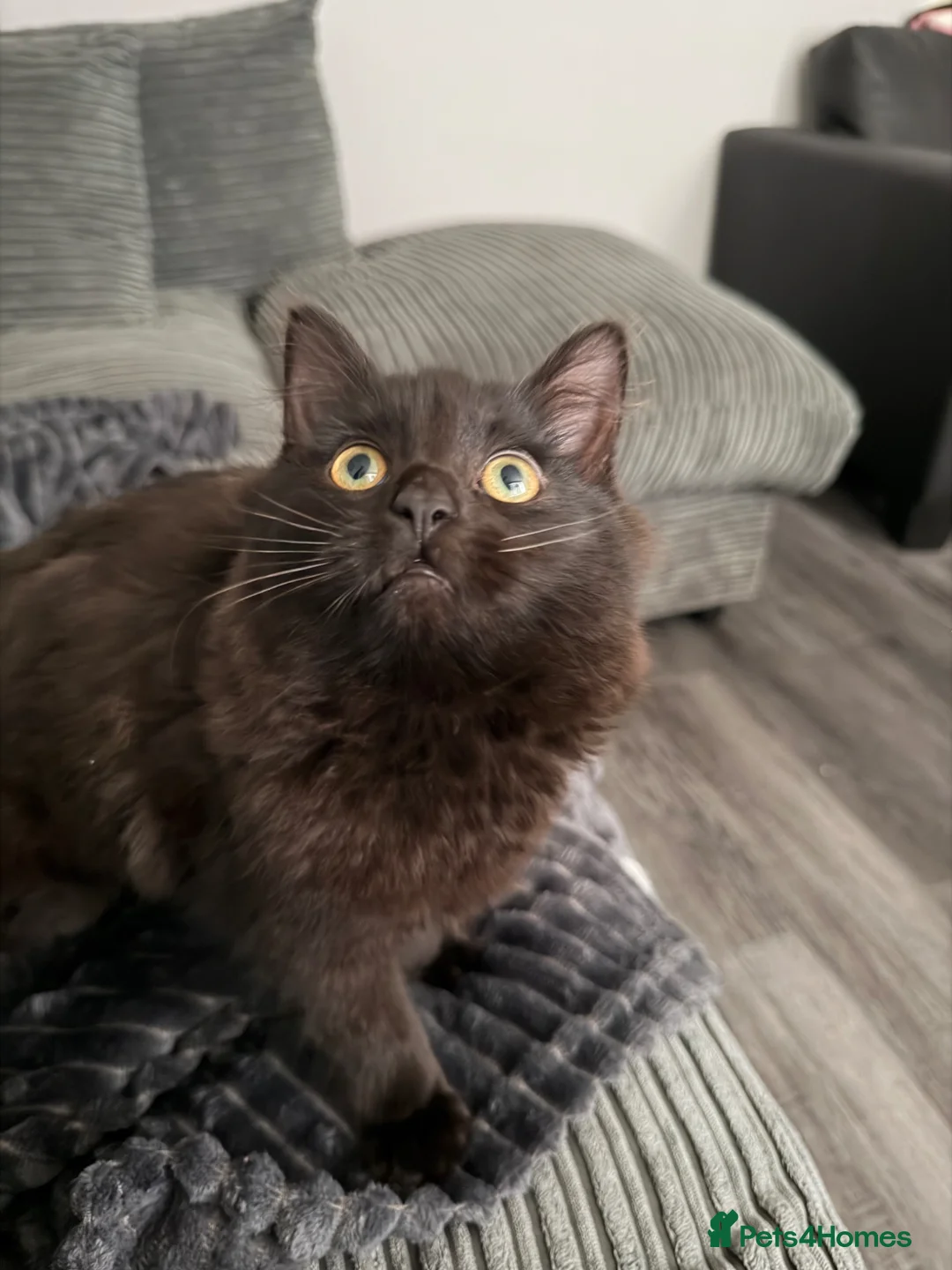 Manx cats for sale: Black male Manx cat  in Prenton - Advert 2