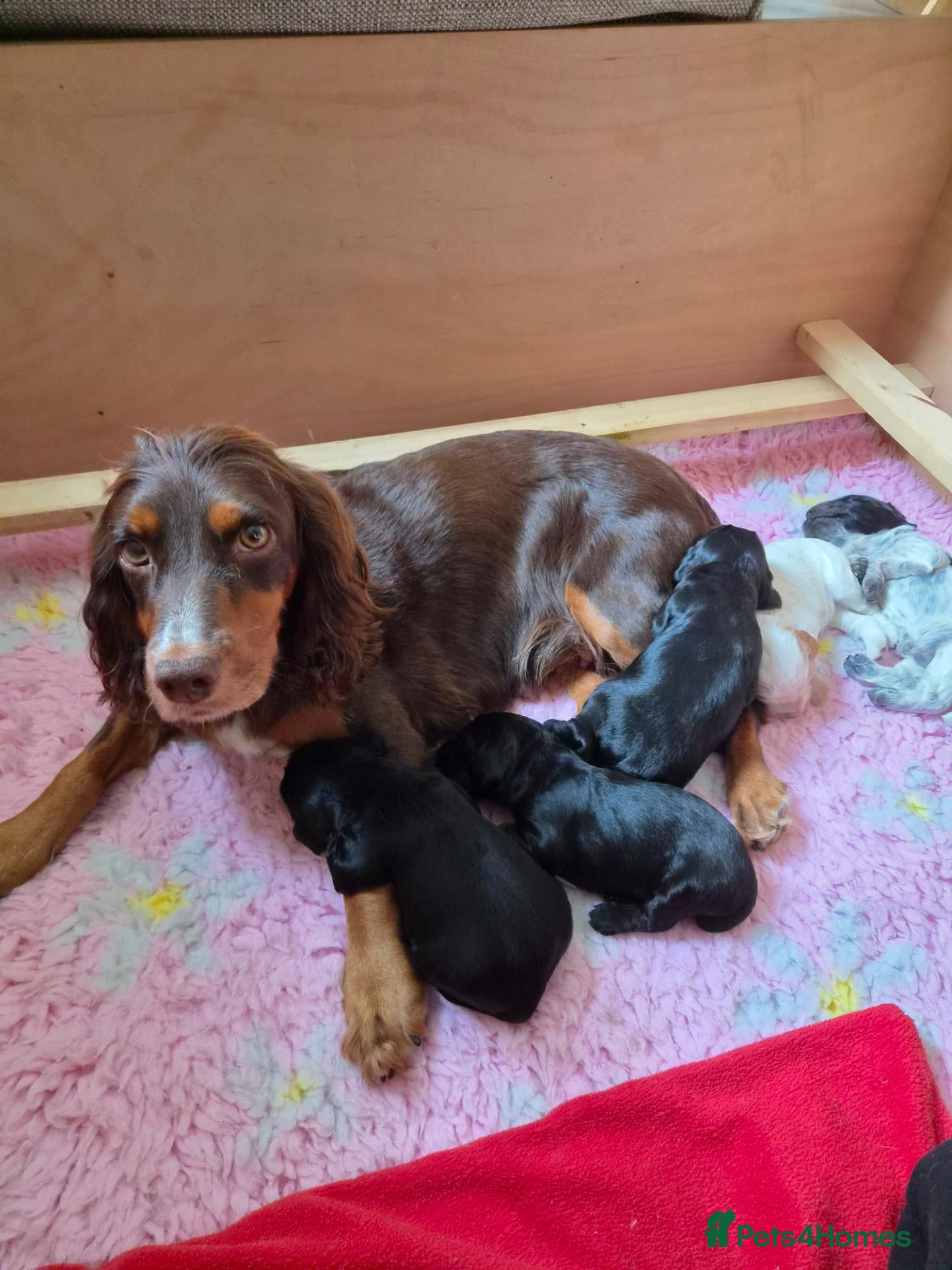 Cocker Spaniel dogs Beautiful litter of working cocker puppies - Advert 4