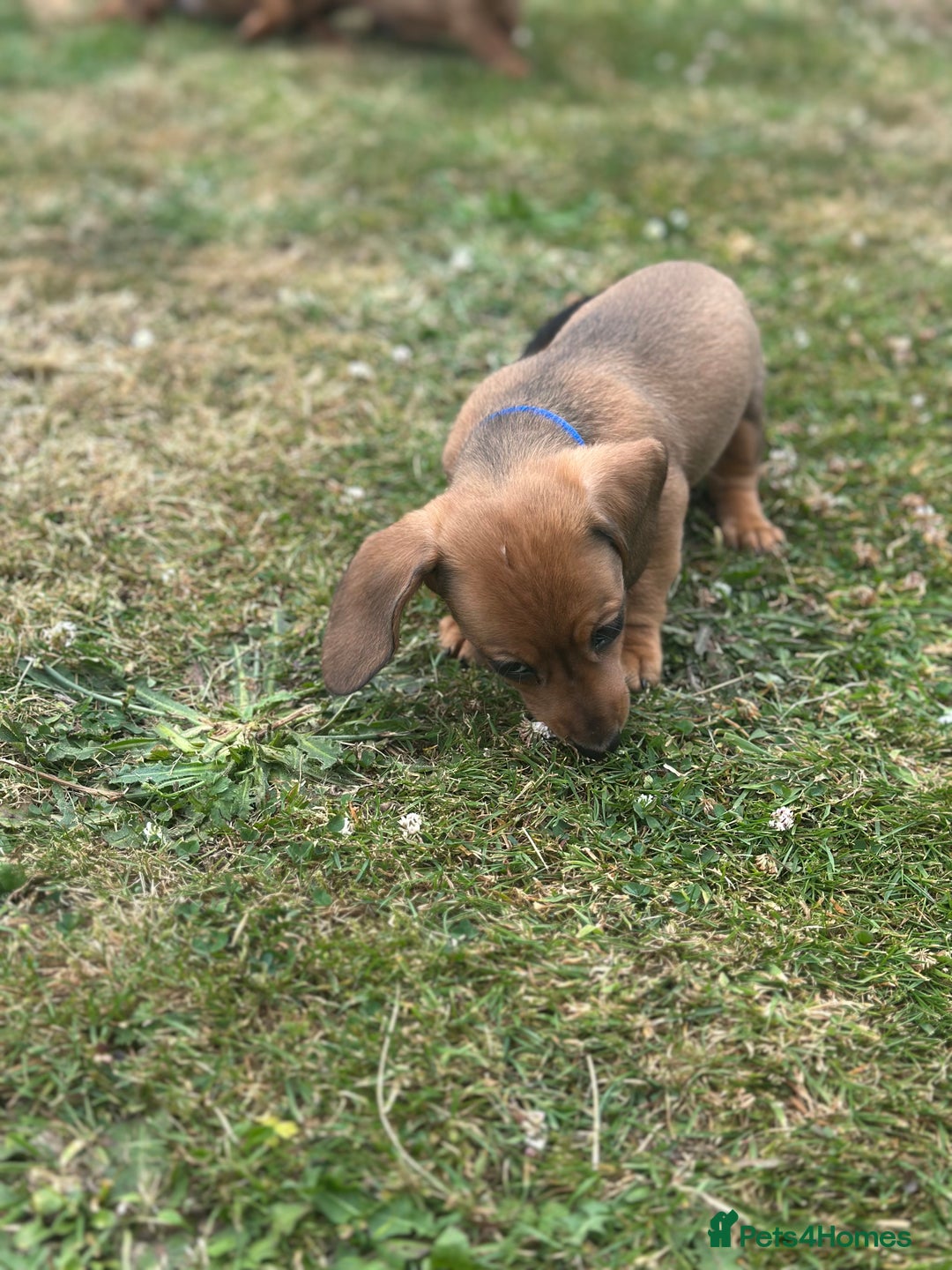 Dachshund dogs for sale: LAST Red Dapple Miniature Dachshund - Image 8