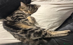 Bengal cats for sale: 5 month old tabby - Image 1