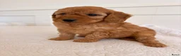 Cockapoo dogs for sale: LICENSED BREEDER HEALTH TESTED COCKAPOOS  - Advert 10