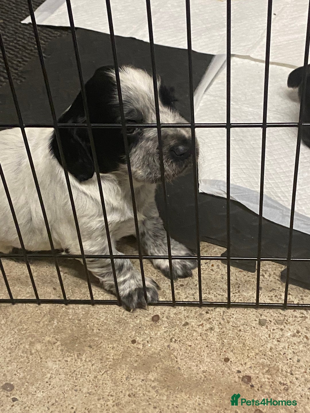 Cocker Spaniel dogs for sale: Working cocker spaniels - Image 17