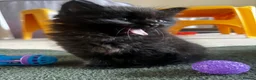 Mixed Breed cats for sale: Fluffy black boy left! in Bridgend - Advert 4