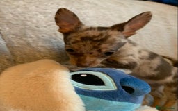 Mixed Breed dogs for sale: Chihuahua x  - Image 22