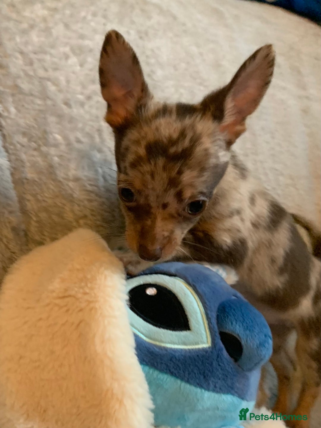 Mixed Breed dogs for sale: Chihuahua x  - Image 22