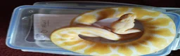 Python Snake reptiles for sale: Cb royal pythons  - Advert 11