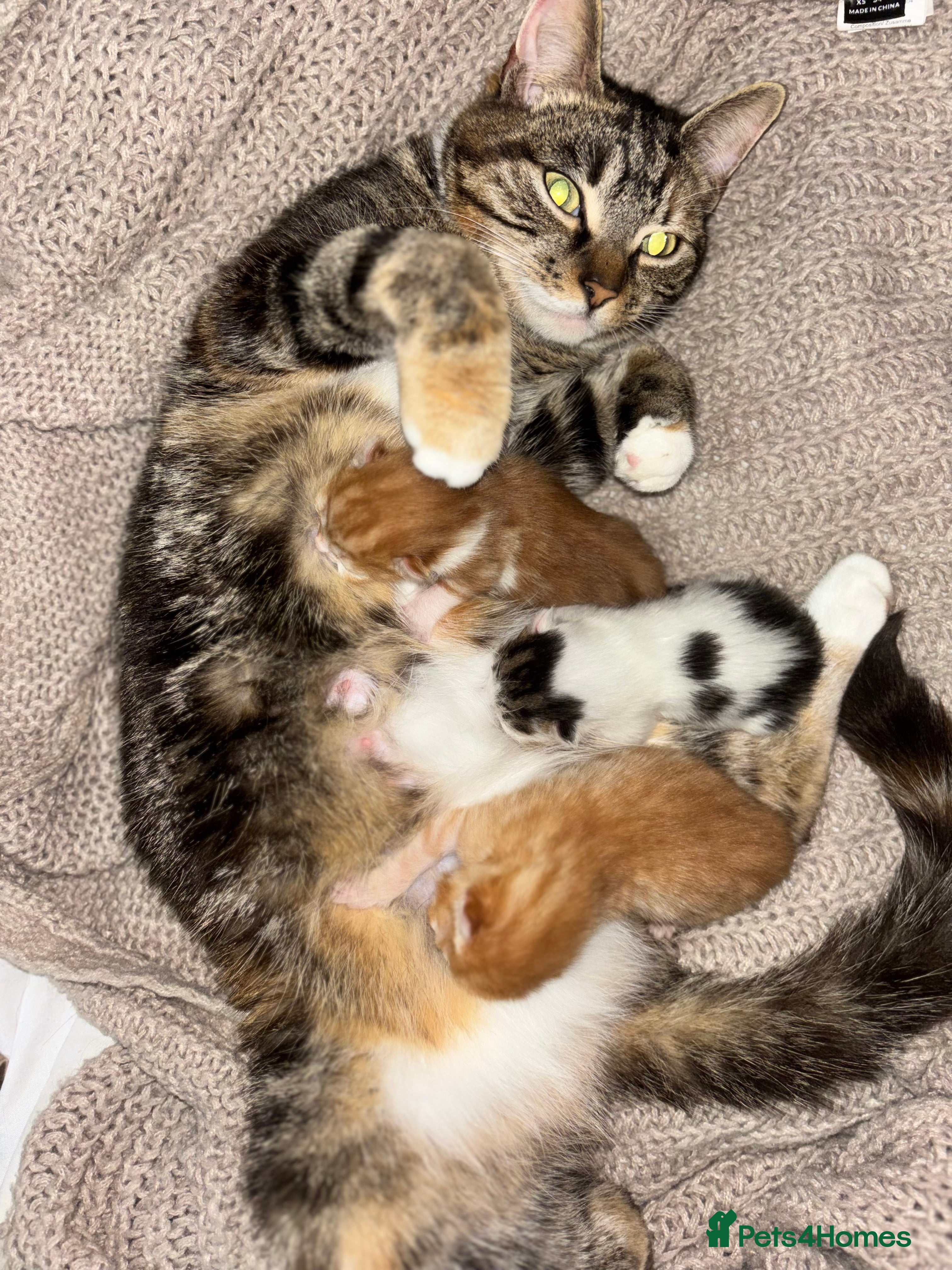 Mixed Breed cats 3x Kittens  - Advert 22