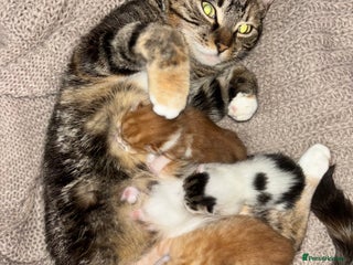 Mixed Breed cats 3x Kittens - Advert 3