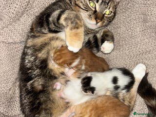 Mixed Breed cats 3x Kittens - Advert 20