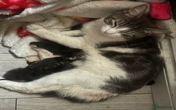 Mixed Breed cats for sale: Gorgeous Bengal Markings! READY NOW! - Image 5