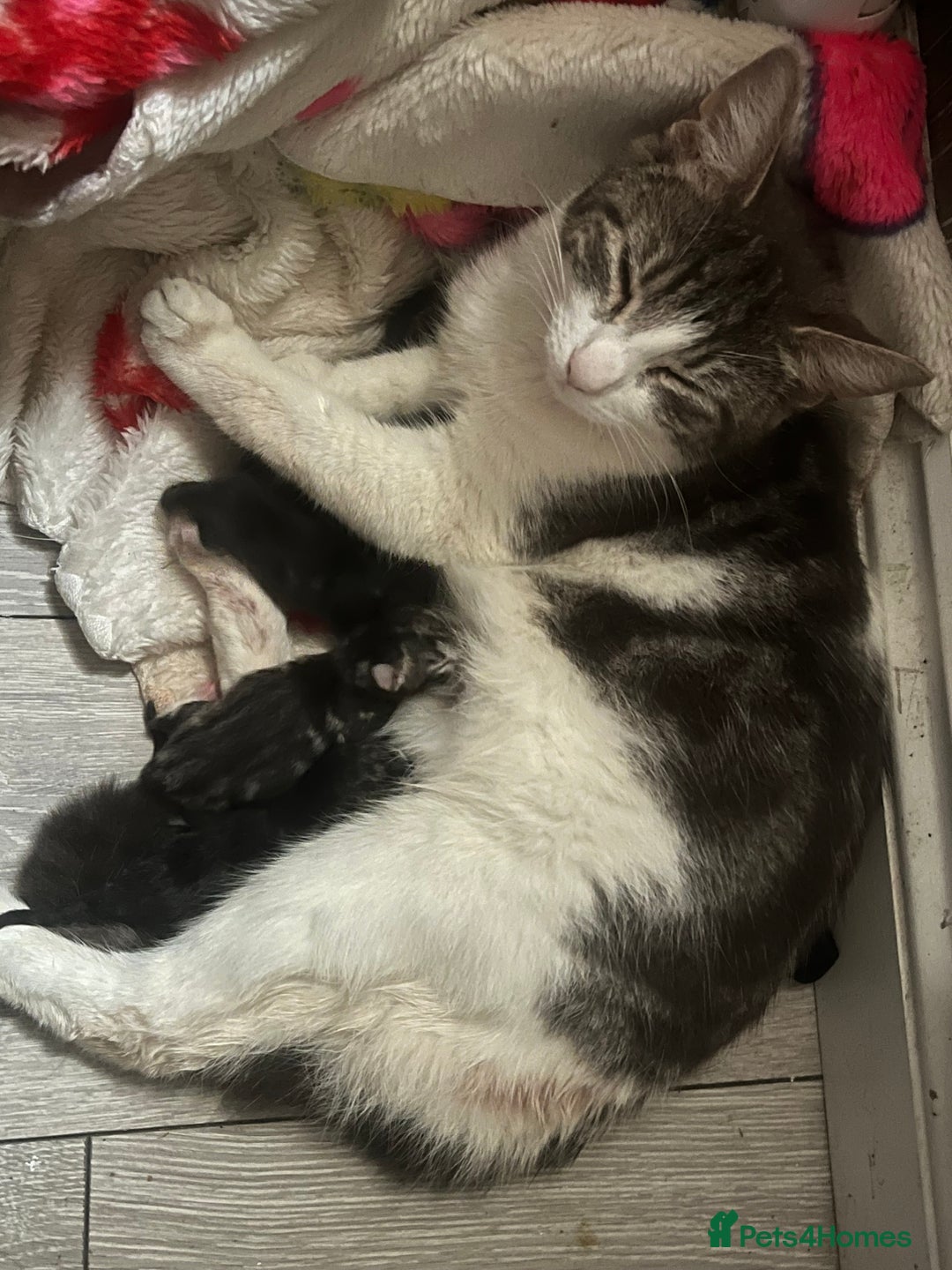 Mixed Breed cats for sale: Gorgeous Bengal Markings! READY NOW! - Image 5