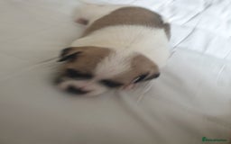 Mixed Breed dogs for sale: I. Selling puppies i have one boy and one girl - Image 4