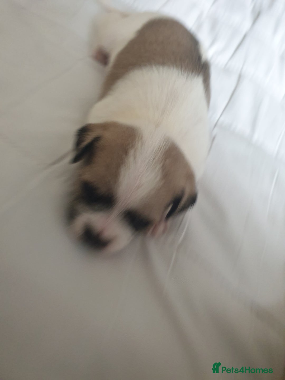 Mixed Breed dogs for sale: I. Selling puppies i have one boy and one girl - Image 4