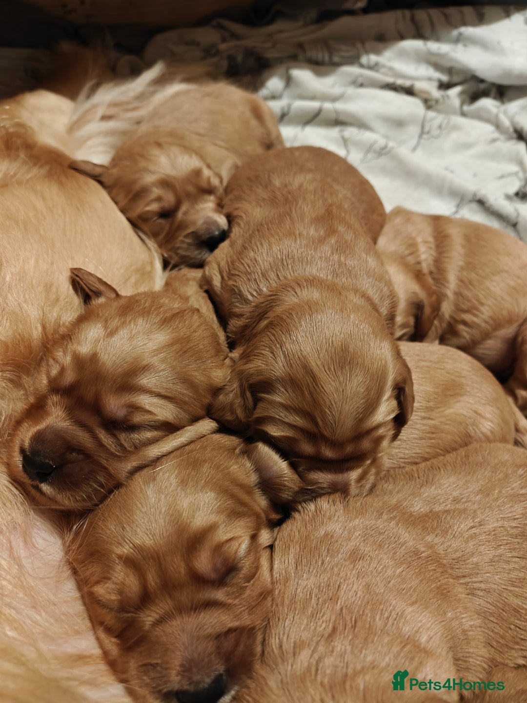 Mini Goldendoodle dogs for sale: Superb home-bred F1 Mini Goldendoodle GIRL - Advert 28