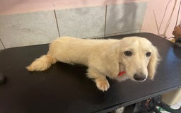 Miniature Dachshund dogs for sale: Quality KC Minature Longhaired Dachshund for sale  - Image 8