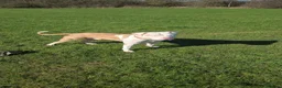 American Bull Staffy dogs for stud: American staff stud - Advert 4