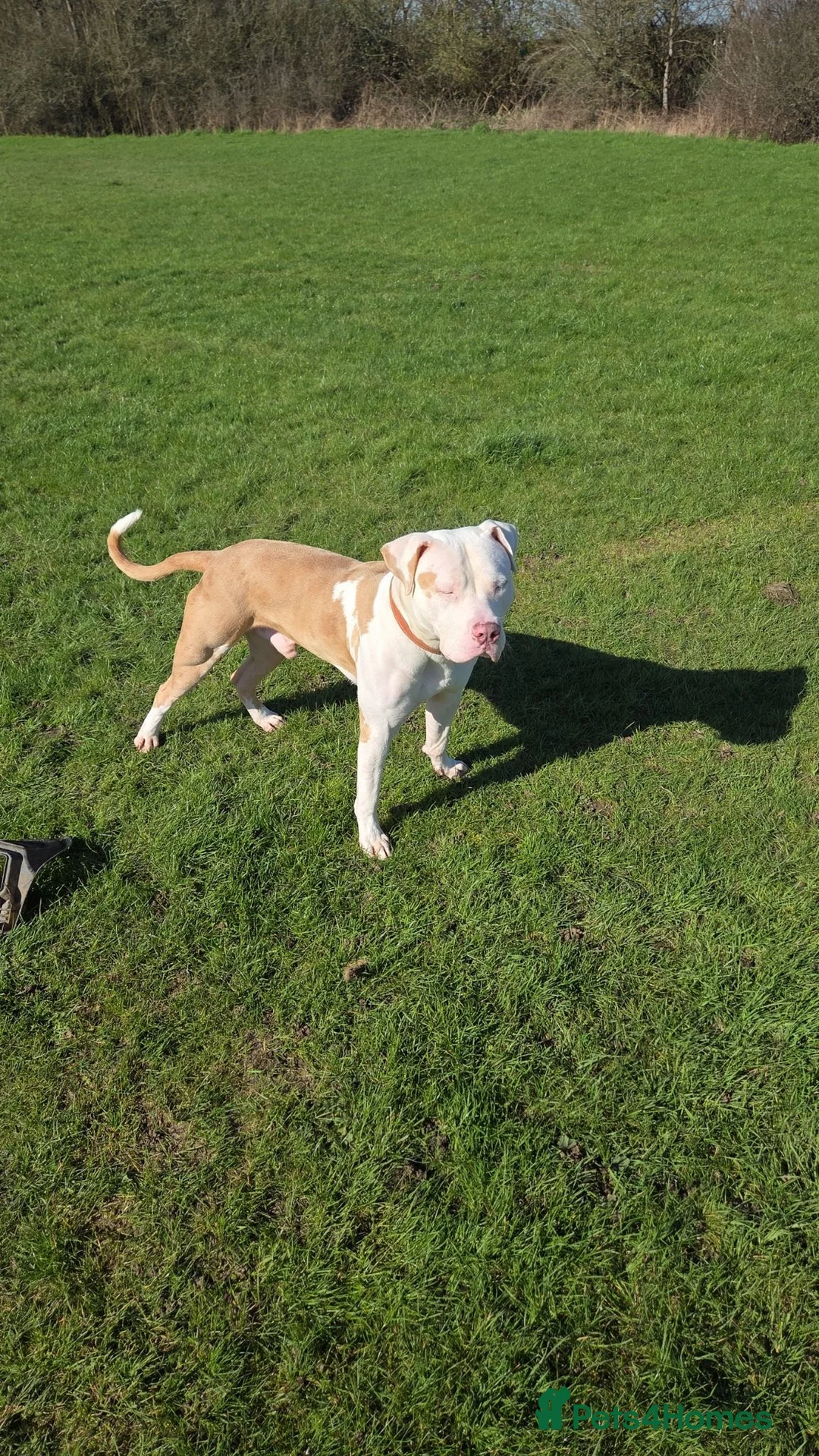 American Bull Staffy dogs for stud: American staff stud - Advert 4