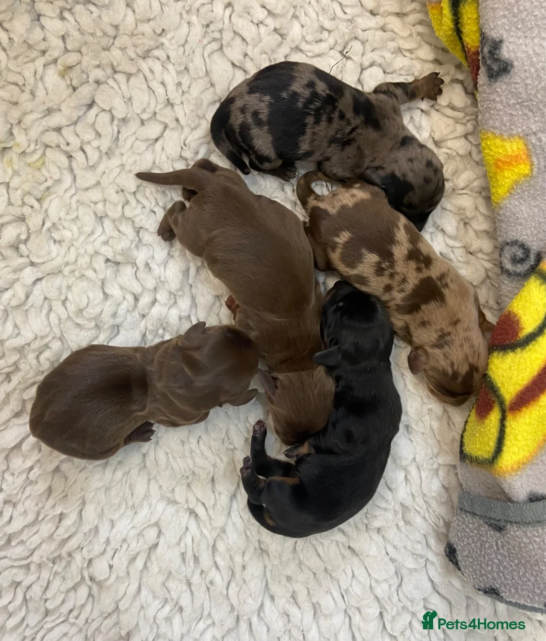 Miniature Dachshund dogs for sale: Miniature Dachshund Smooth Hair Girl KC PRA Clear - Advert 5