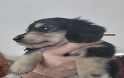 Miniature Dachshund dogs for sale: KC Black and Cream  long haired  - Image 8
