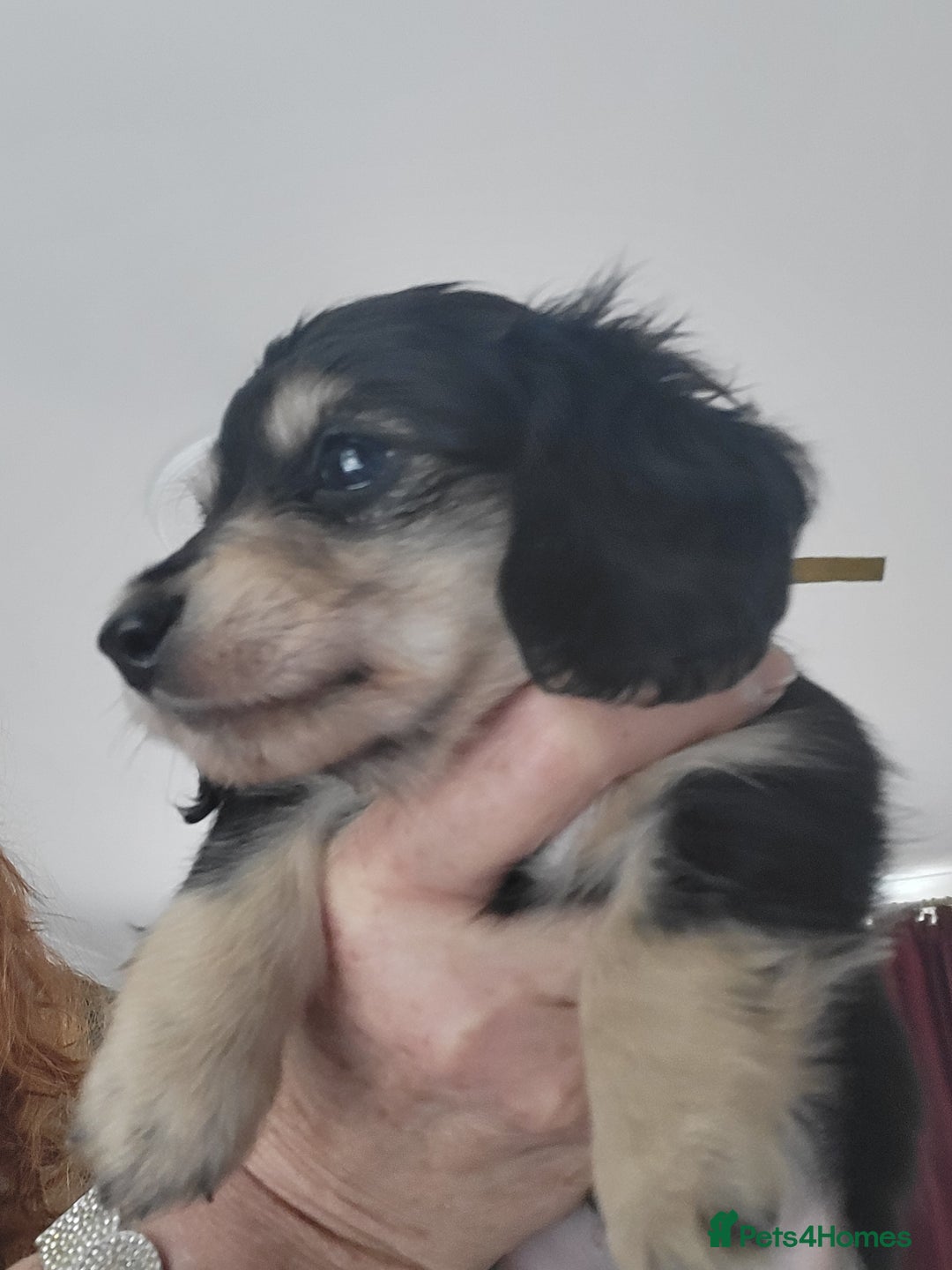 Miniature Dachshund dogs for sale: KC Black and Cream  long haired  - Image 8
