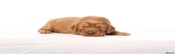 Cockapoo dogs for sale: Gorgeous & Adorable F1b Puppies   - Advert 4