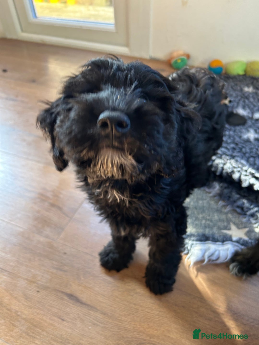 Cockapoo dogs for sale: Beautiful cockerpoo girl  - Image 5