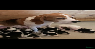Beagle dogs - Advert 3
