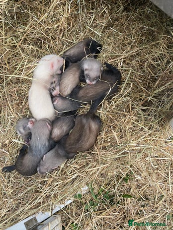 Ferret rodents - Advert 2