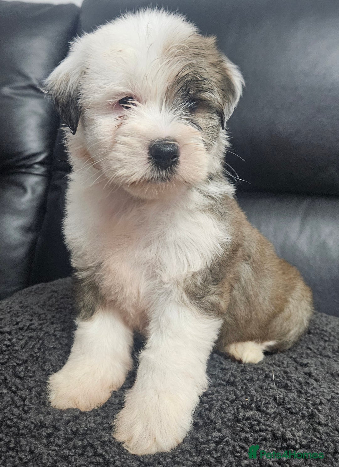 Tibetan Terrier dogs for sale: STUNNING TIBETAN TERRIER GIRL - Advert 5