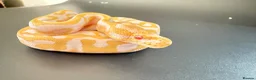 Python Snake reptiles for sale: 1.0 Leo Candy 66% het Pied  - Advert 7