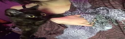 Mixed Breed cats for sale: URGENT REHOMING TODAY ! Kimmi :3 in Blackpool - Advert 4