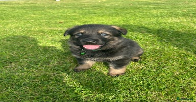 German Shepherd dogs - Advert 4